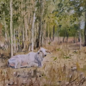 Brahman Calf Resting