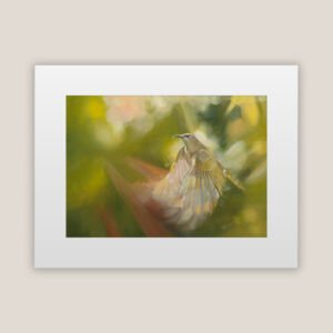 Brown Honey Eater In Flight Print