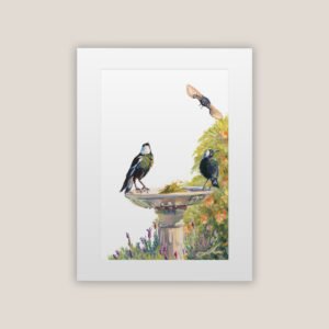 Resident Magpies and 'Dive Bomber' Willie Wagtail Print