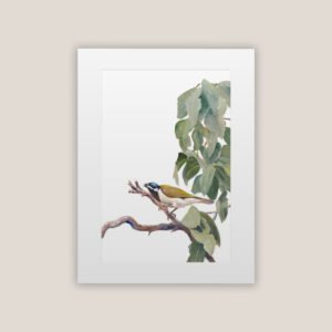 Blue Faced Honey Eater Print