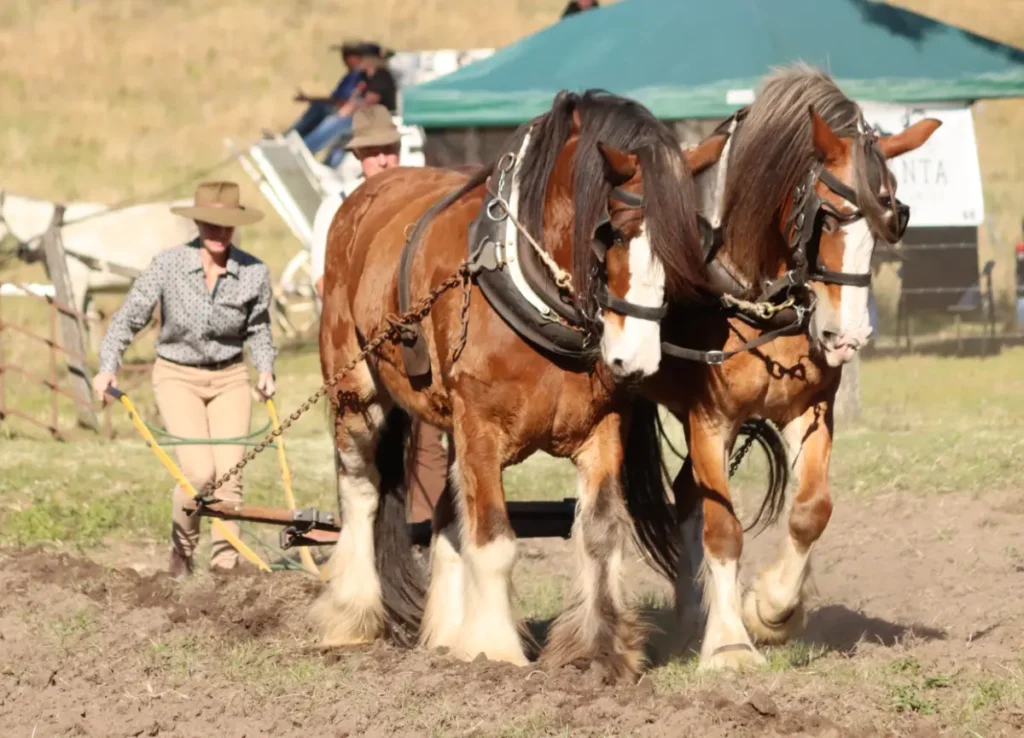 Image of Jo behind 2 hourses ploughing ground